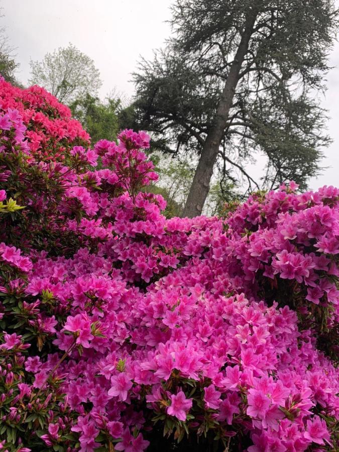 Giardini Magnolia Lägenhet Belgirate Exteriör bild